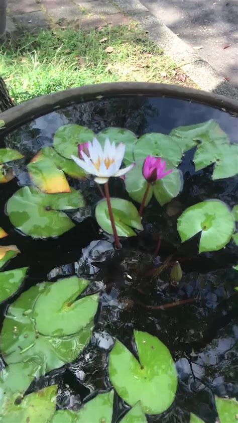 門口 養蓮花 風水|【門口 養蓮花 風水】入門養「蓮」花開富貴！風水師。